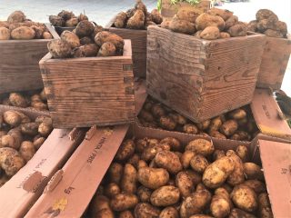 Färsk potatis till salu på Karleby torg