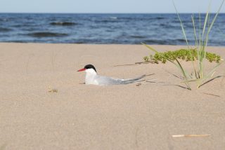 Meren läheisyydessä pesii useita lintulajeja. Lapintiira nauttii kesäpäivästä hiekalla, meren kuohuessa taustalla. Kuvaaja Hannu Tikkanen.