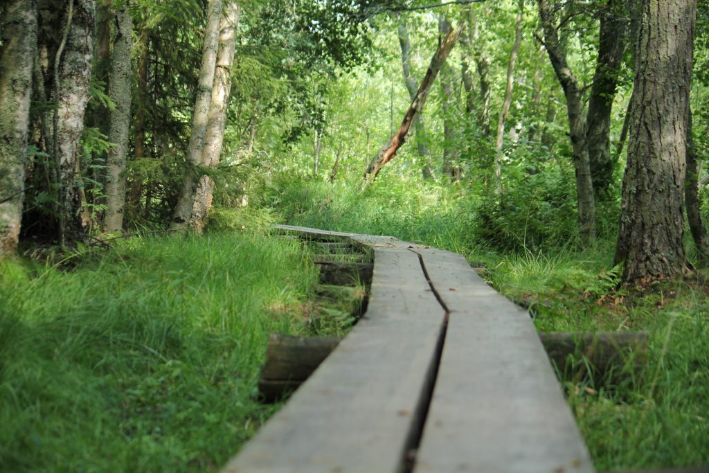 Spång i den gröna skogen